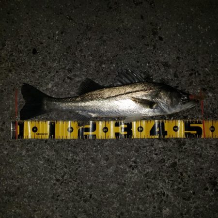 シーバス爆釣！