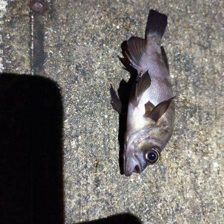 エビ撒き、夜釣り