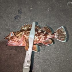 気温も釣果も寒すぎ…