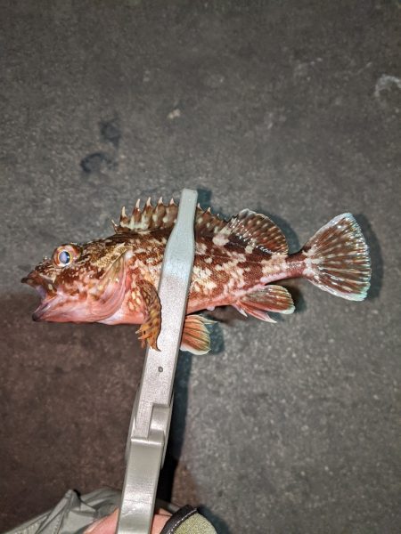 気温も釣果も寒すぎ…