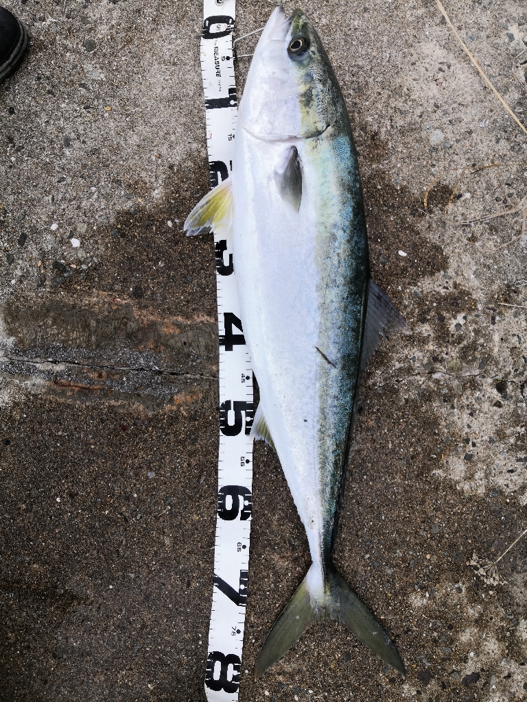 またも鰤足らず