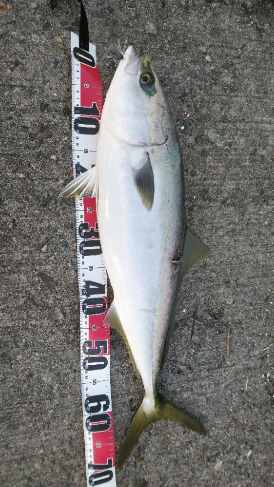 まだ青物の回遊あり