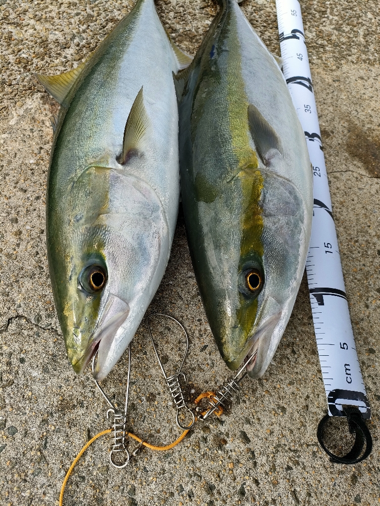 今シーズン青物8,9匹目は3週間ぶり