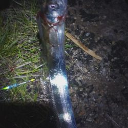 タチウオ以外も狙ってこ