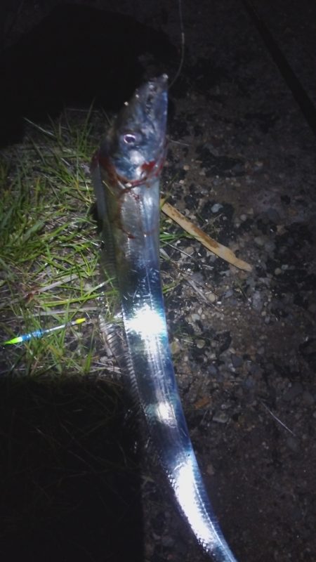 タチウオ以外も狙ってこ