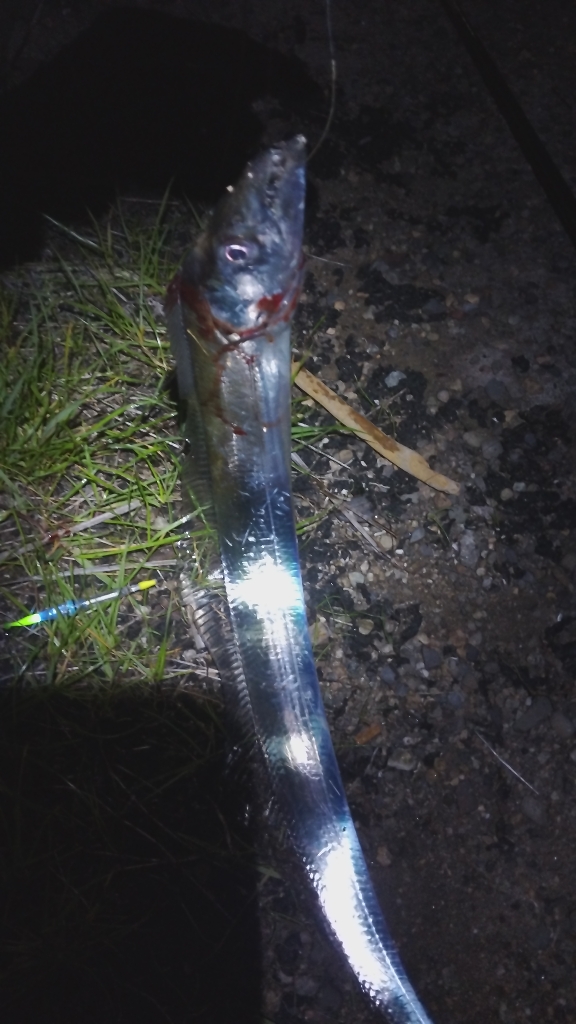 タチウオ以外も狙ってこ