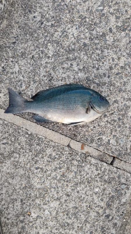翼港でのグレ釣り