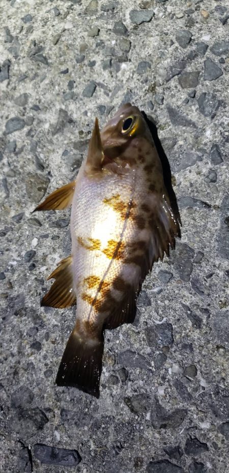 アジ探し@佐野漁港