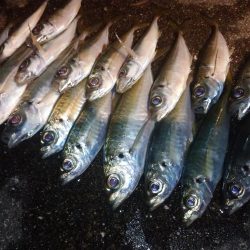 近場で豆アジング