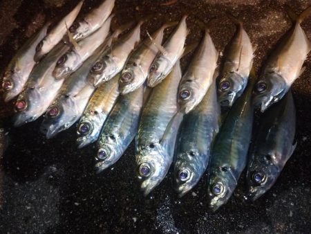 近場で豆アジング