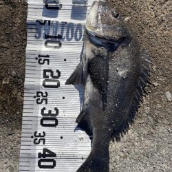 イチノ兄弟（弟）釣果！