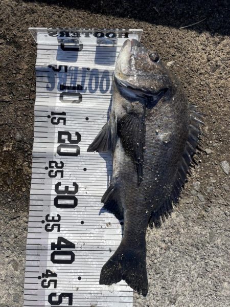 イチノ兄弟（弟）釣果！