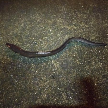 寒い、渋い夜釣り