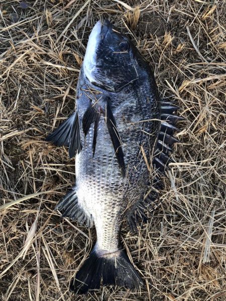 イチノ兄弟（兄）釣果！