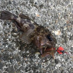 ブラクリ&ガルプ　クラビー2インチでガシラ釣り