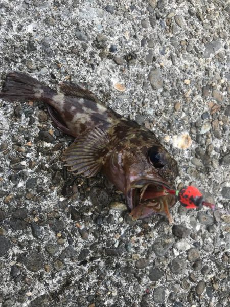 ブラクリ&ガルプ　クラビー2インチでガシラ釣り