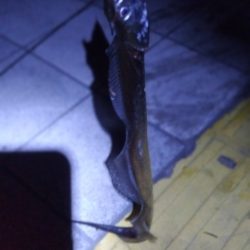 まだ釣れる？年末ですが