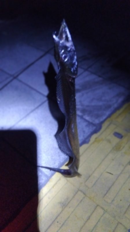 まだ釣れる？年末ですが