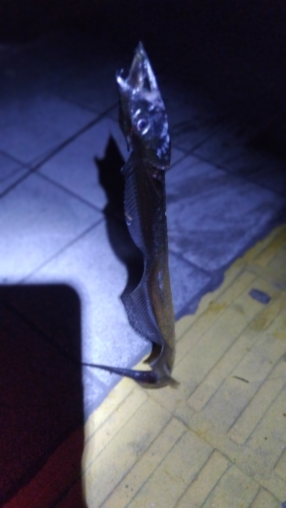 まだ釣れる？年末ですが