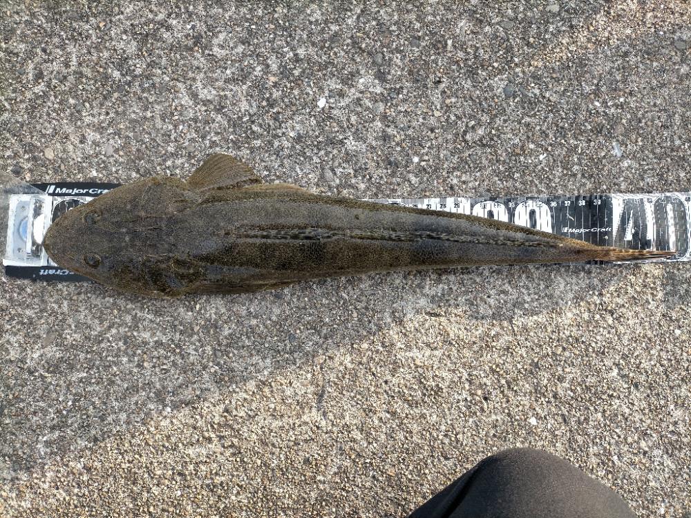 年内最後はマゴチ!!