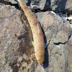 沖合いは祭り騒ぎだが…