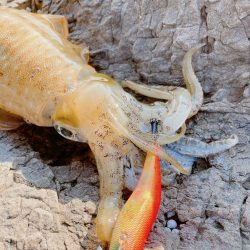 まだまだ秋イカ楽しめます！