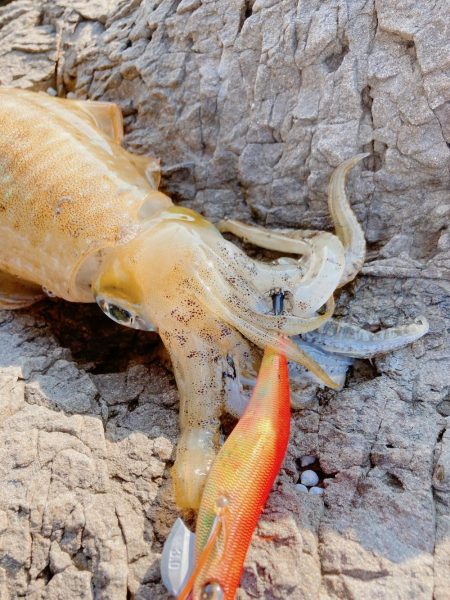 まだまだ秋イカ楽しめます！