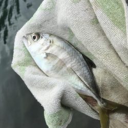 メッキ帰ってきたけど…