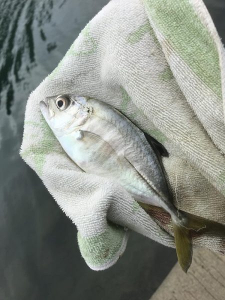 メッキ帰ってきたけど…