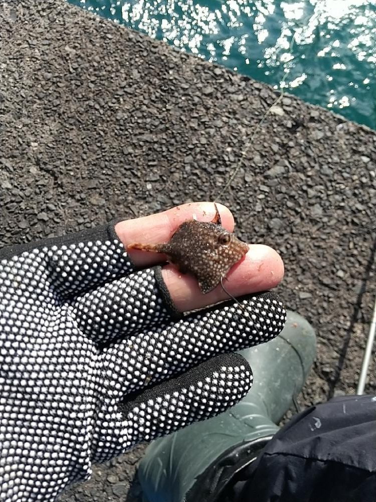 ミニチュアサイズ