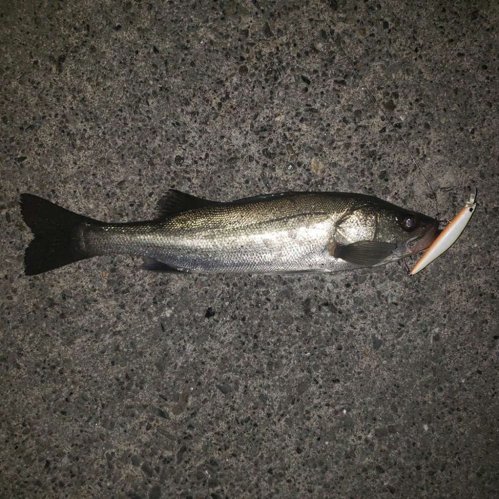 大晦日シーバス！