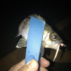 フロートリグでメバル調査