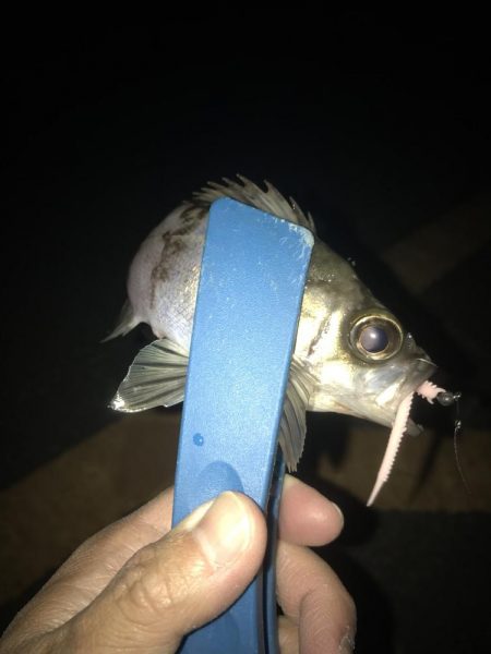 フロートリグでメバル調査