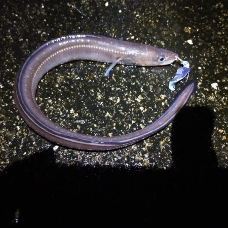 またまたブッコミ釣り