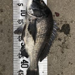 イチノ兄弟(兄)釣果!