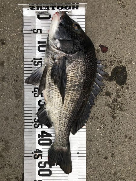 イチノ兄弟（兄）釣果！