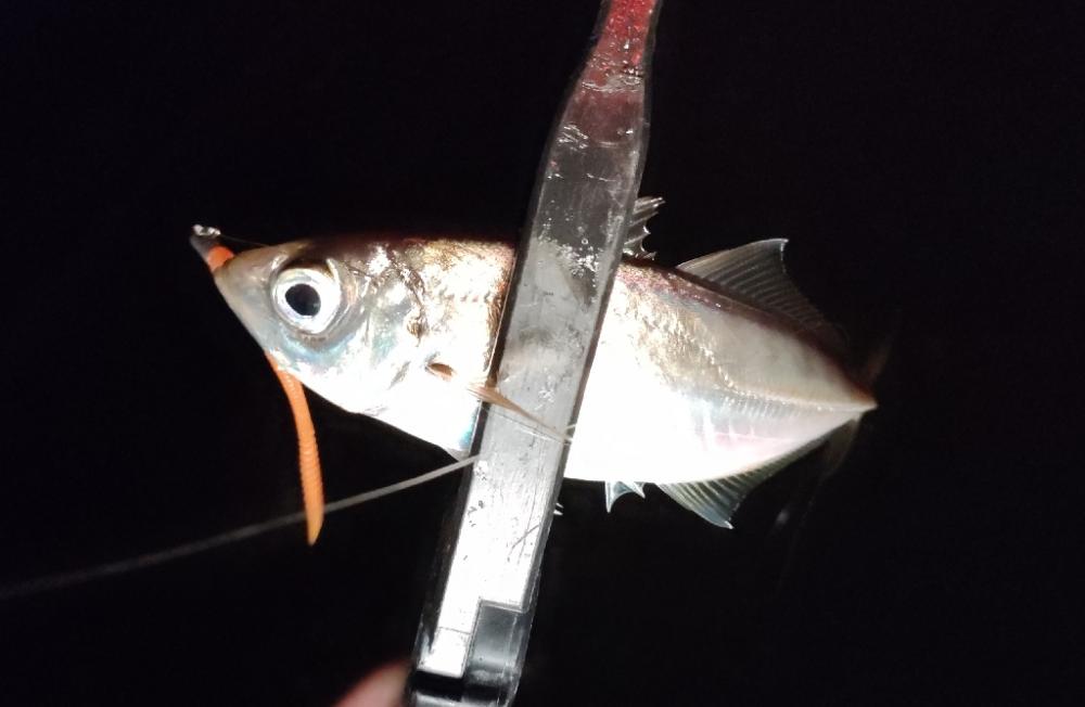 年末商戦の隙間アジング