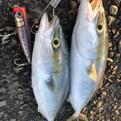 久しぶりの青物