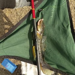 淀川ハゼ釣り～もう1歩！