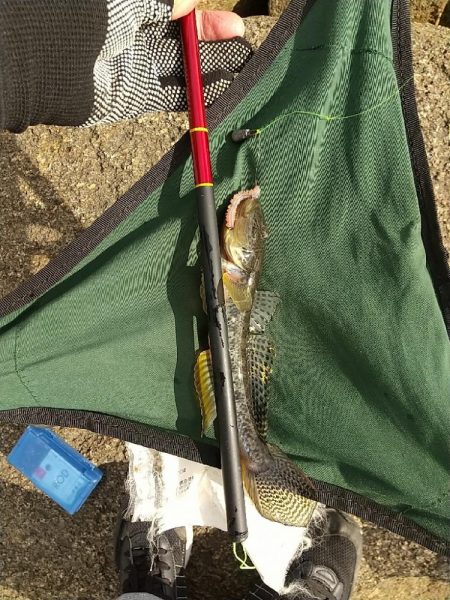 淀川ハゼ釣り～もう1歩！