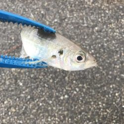 ライトワインドでアジ&カマスGET