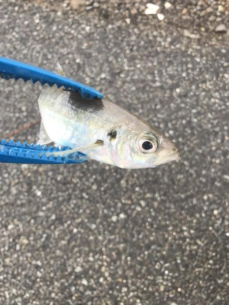 ライトワインドでアジ&カマスGET…