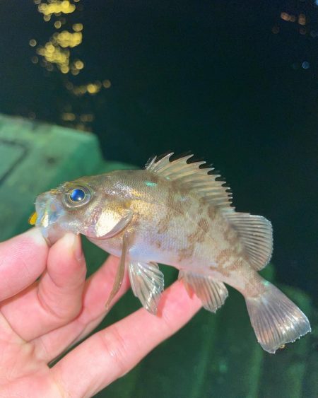 小メバルの猛攻あるも1匹のみ...