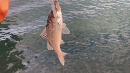 シーバス釣り