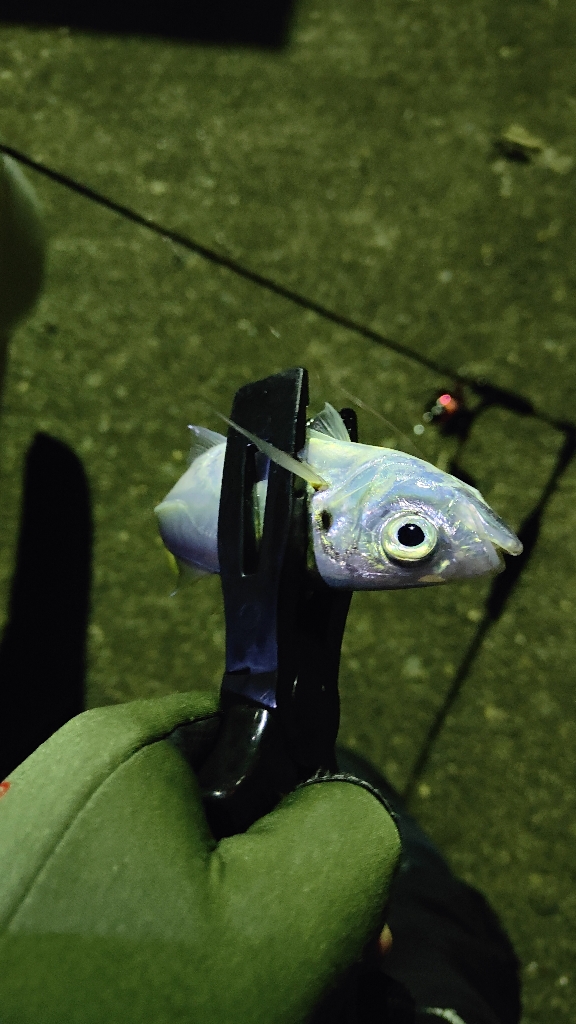 久々のアジング