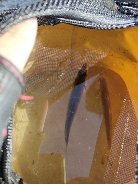 カンダイチャレンジ①