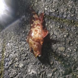 カンダイチャレンジ②