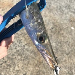 ライトワインドでカマス祭り