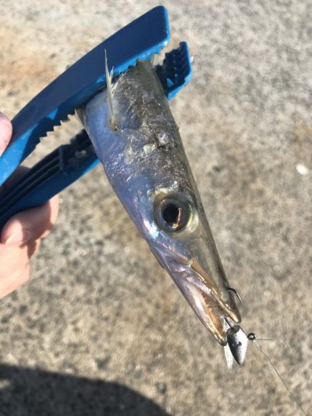 ライトワインドでカマス祭り