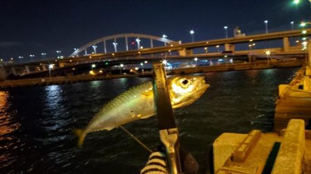 南港でのアジングで釣り納め